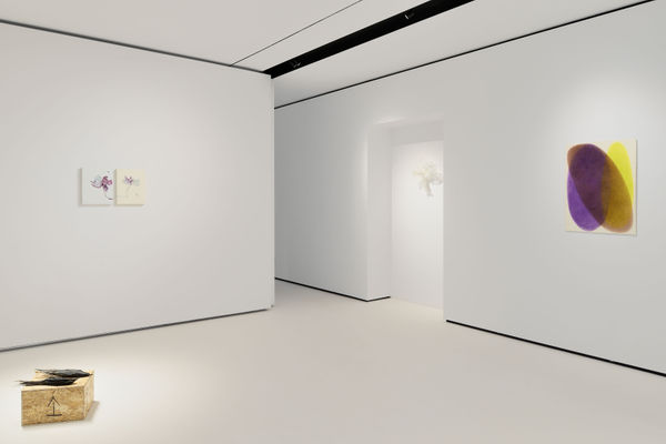 Installation View | Beatrice Pediconi, Where flowers bloom so does hope, 2025 | Another Look, hosted by Reintegra Fine Art, 2025. Ph. Roberto Apa