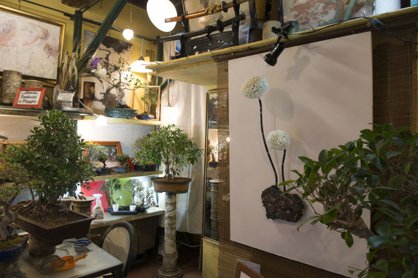 Hidden Beauty, Krištof Kintera, curated by Marina Dacci and Krištof Kintera, installation view, Albero Antico Bonsai, Rome