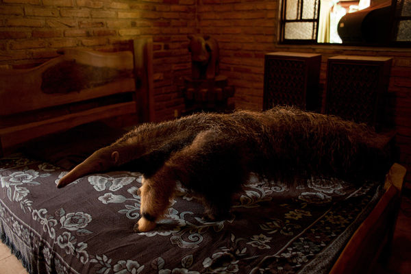 João Castilho, Tamanduá-bandeira, 2014