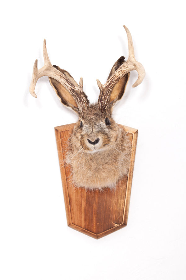 Zip'Up: Dissonâncias cognitivas Vick Garaventa