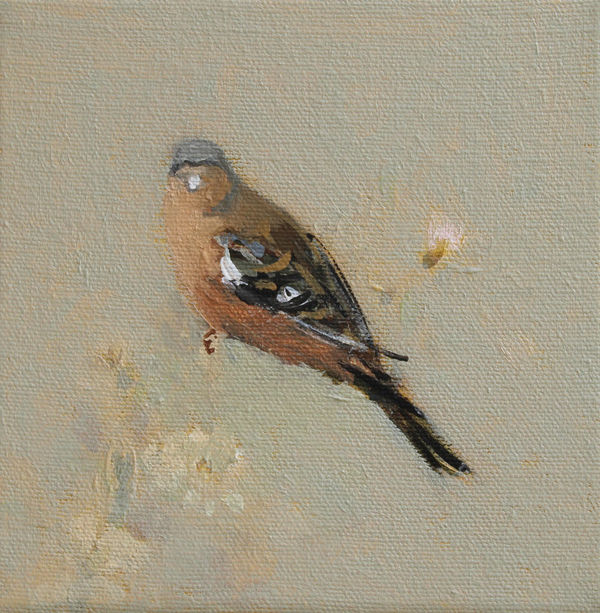 Fletcher Prentice, Chaffinch, 2020