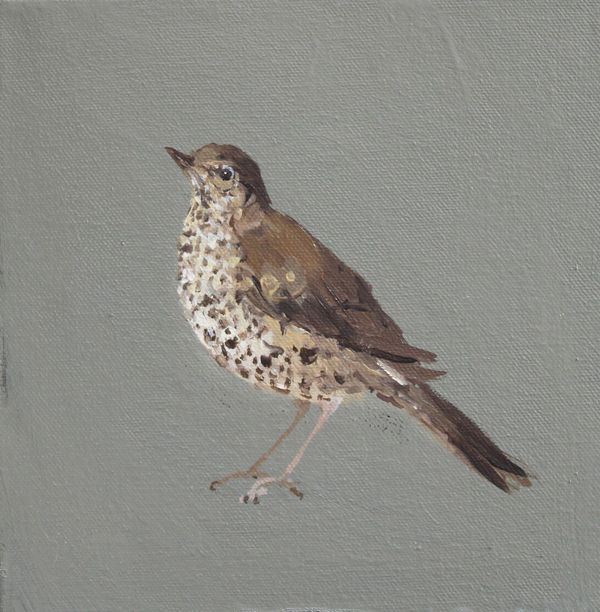 Fletcher Prentice, Song Thrush, 2020
