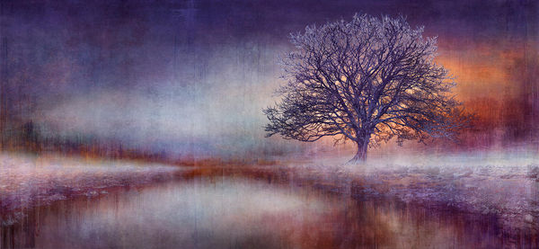 Mark Munroe-Preston digitally illustrated image of a tree in various tones of purple