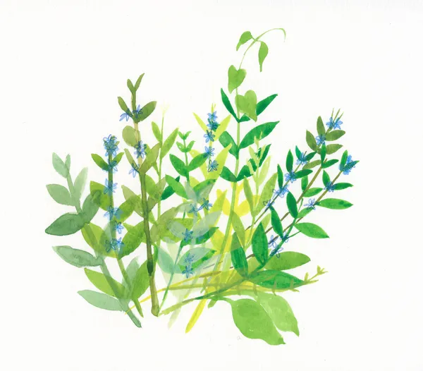 Sarah Lacey ink and pencil piece, showing a bunch of bindweed stems with luscious green leaves and petit blue flowers growing on them.