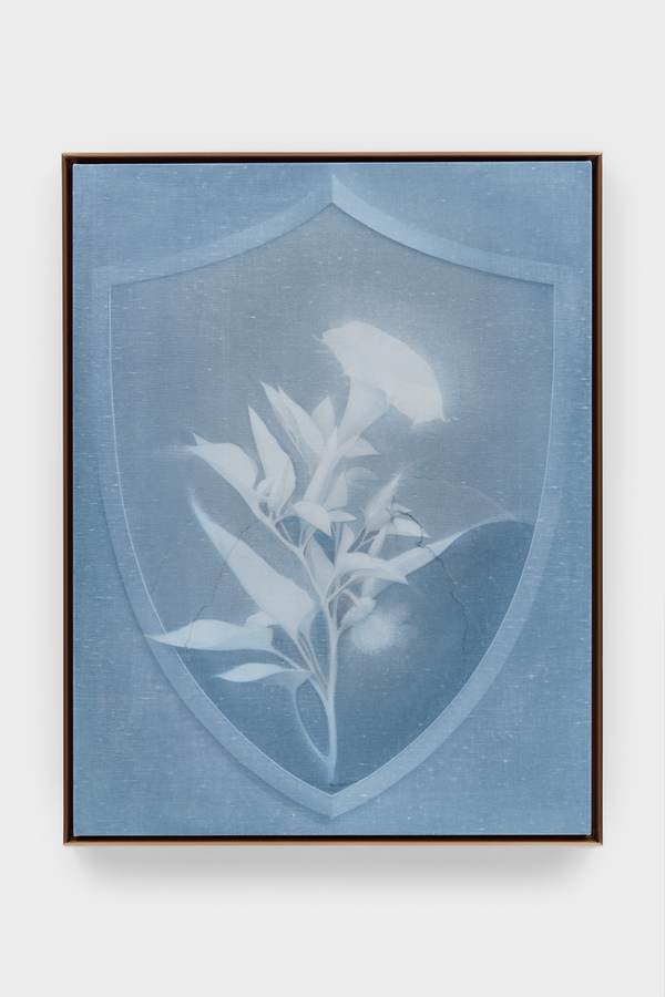Theodora Allen, Shield (Jimsonweed), 2018