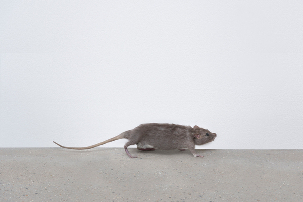 Josephine Meckseper SIX TIMES TWO: OVER AND UNDER COMMUNICATION2015 Taxidermy Rat 3 x 14 x 4 in. 7.6 x 35.7 x 10.2 cm