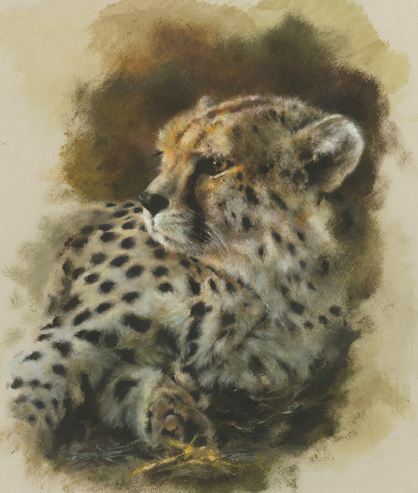 Mandy Shepherd, Cheetah