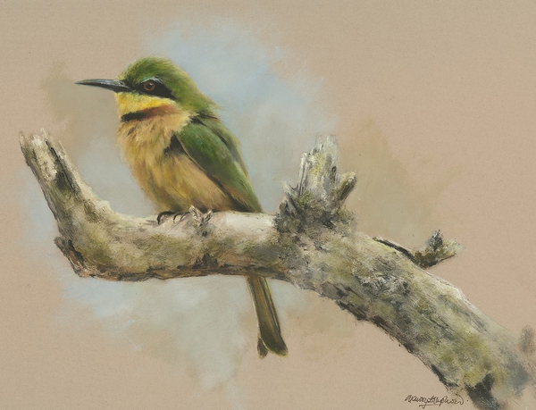 Mandy Shepherd, Little Bee Eater