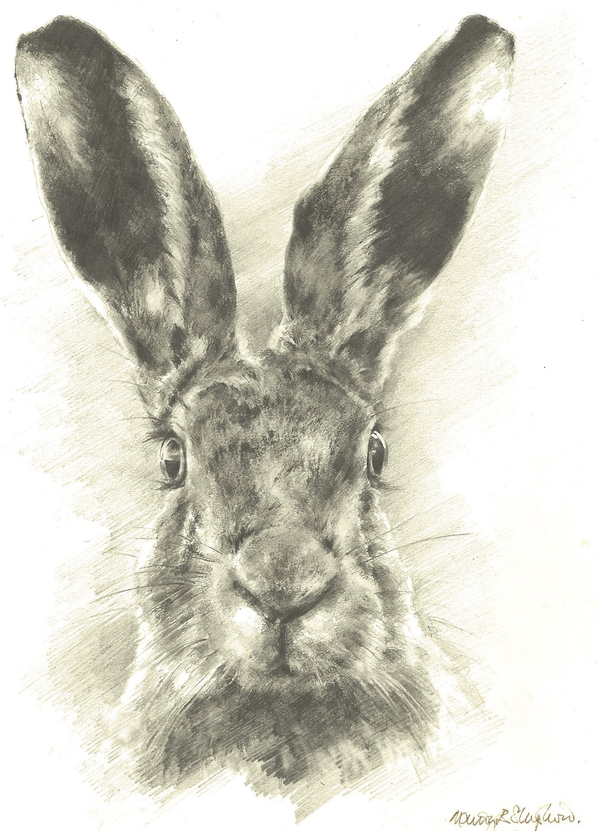 Mandy Shepherd, Hare