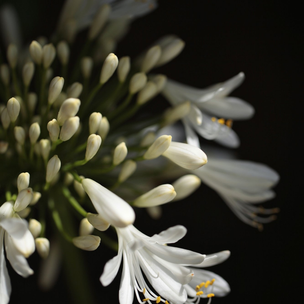 Jeane Whitely, Untitled, 2013