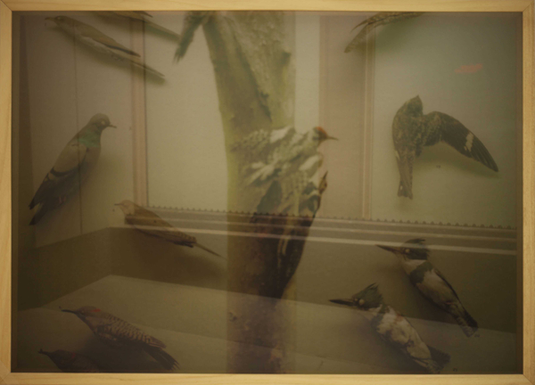 Corrado Sassi, Birds, 2011