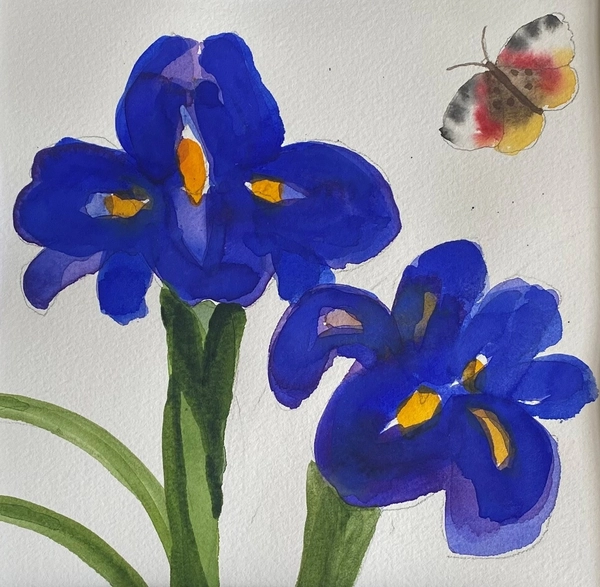 Jill Leman Iris watercolour Framed Artwork: 20 x 20cm Frame: 33 x 33cm