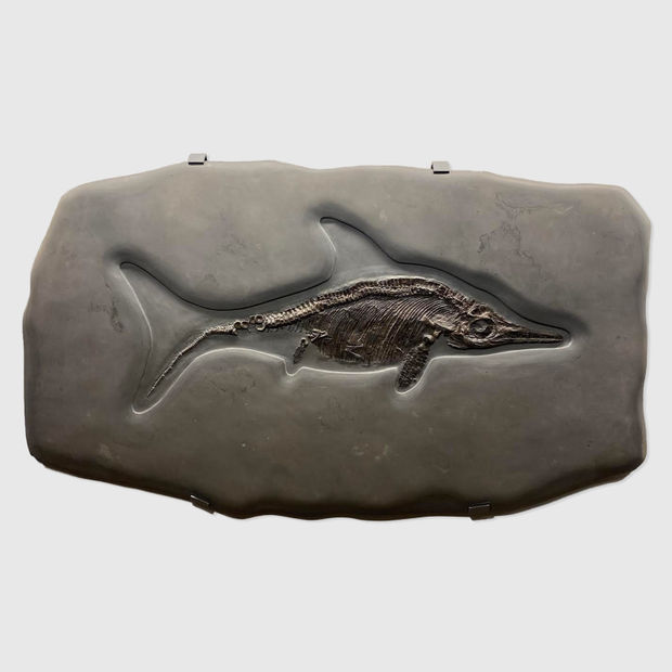 Natural History, Icthyosaurus Skeleton