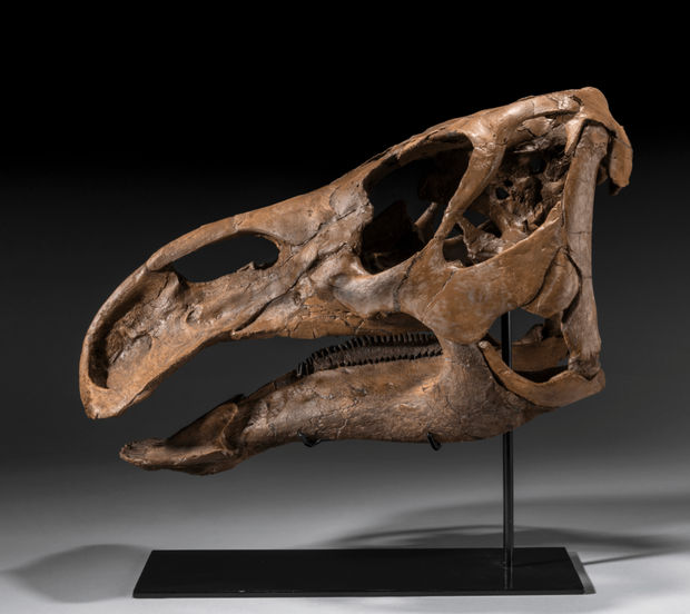 Natural History, Edmontosaurus Skull