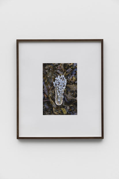 Insole (Goose Barnacles), 2021
