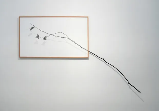 CRISTINA ALMODOVAR, Branche séchée, 2025