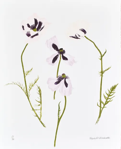 Elizabeth Blackadder RSA, Four Poppies, 2011