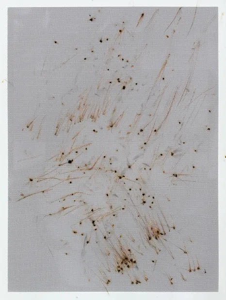 Thomas Wachholz, Honeycomb IV , 2024