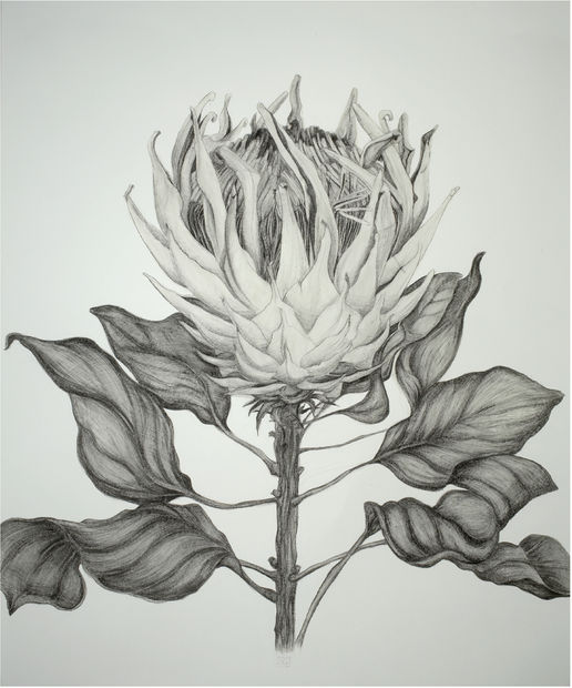 Sarah Graham King Protea, 2008 Pencil and oil on paper. Signed in pencil. 158 x 109 cm (62 1/4 x...