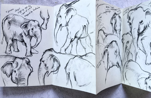 Photograph of a sketchbook page covered with elephant drawings