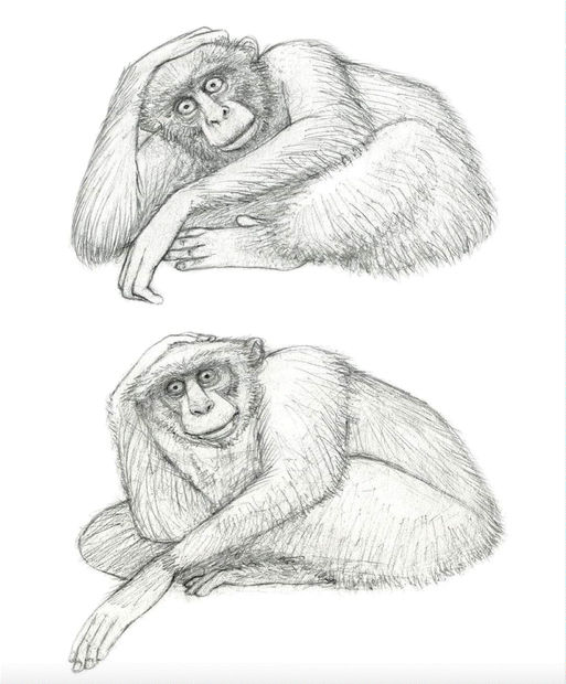 sketch of a monkey done by Travis Louie