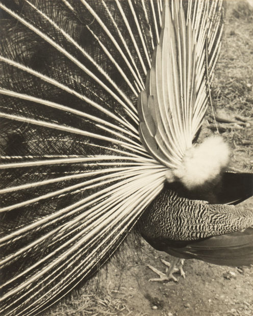 Andr&eacute; Kert&eacute;sz (1894-1985) Untitled, Peacock Feathers, Paris, 1920s gelatin silver print, printed c. 1920s West 44th stamp on verso Image:...