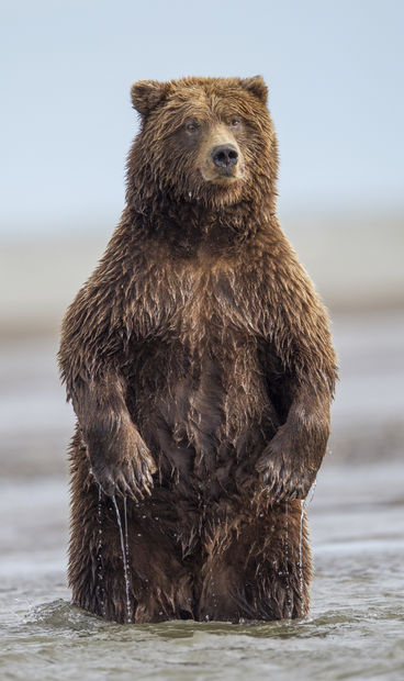 Ingo Arndt, Grizzly III