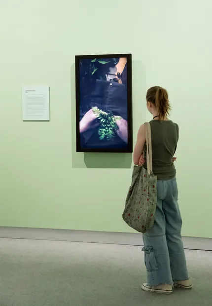 Julia Holderness Botanical Correspondents opens at the Ashburton Art Gallery