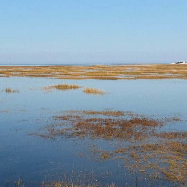 A photograph of Cape Cod's blue ocean and golden marsh grasses, an example of the landscape that inspires Sarah Hinckley's abstract color field paintings.