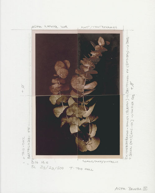 The choice of motifs concentrates on pictorial representations of plants, which are often photographed over several weeks. The special range...