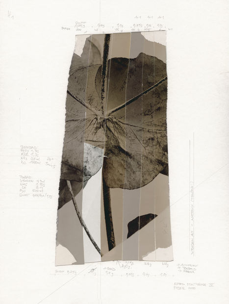 The choice of motifs concentrates on pictorial representations of plants, which are often photographed over several weeks. The special range...