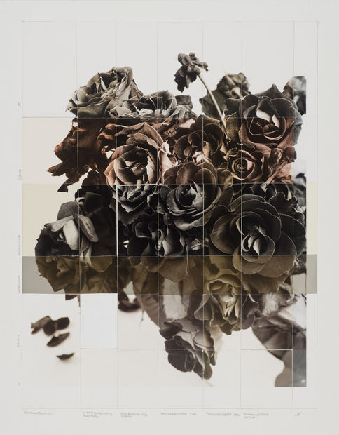 The choice of motifs concentrates on pictorial representations of plants, which are often photographed over several weeks. The special range...