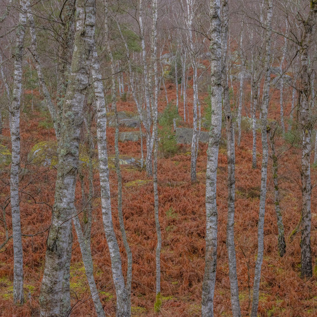 Didier Goupy is a renowned French photographer who has held exhibitions throughout Europe. These art photos were taken in the...