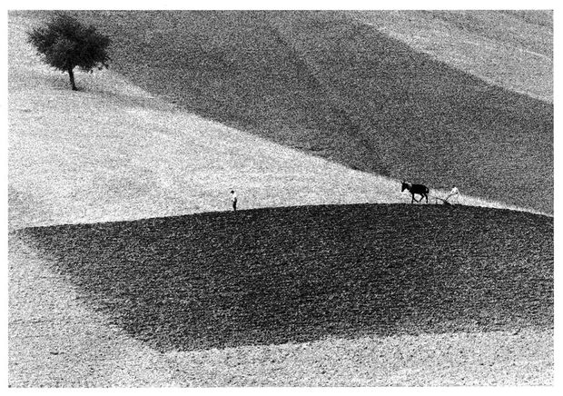 THE POWER OF PHOTOGRAPHY CCXC, Tuscany, 1958