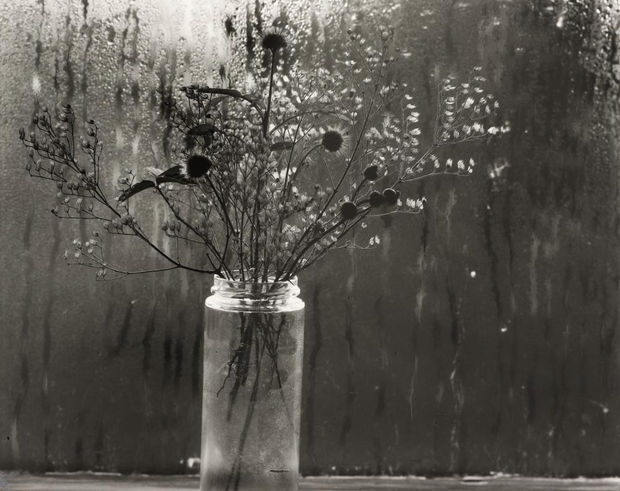 THE POWER OF PHOTOGRAPHY DLXIX, Wild Flowers / Wet Window, Cape Cod, MA, 1958