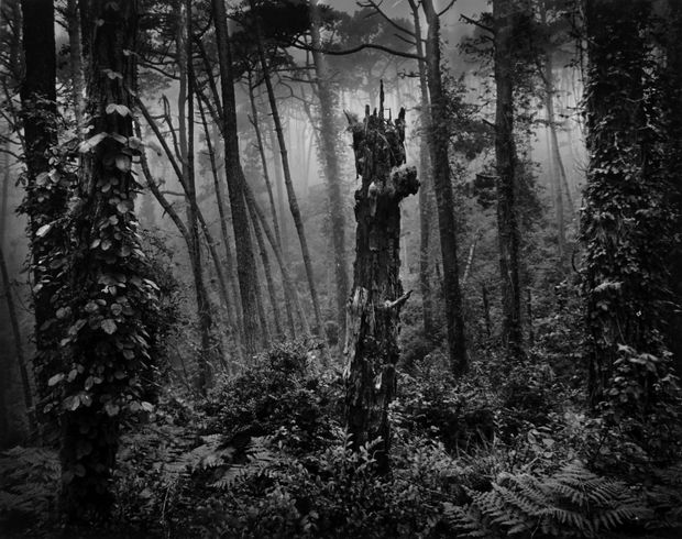 THE POWER OF PHOTOGRAPHY CCCLVI, Del Monte Forest, 1969