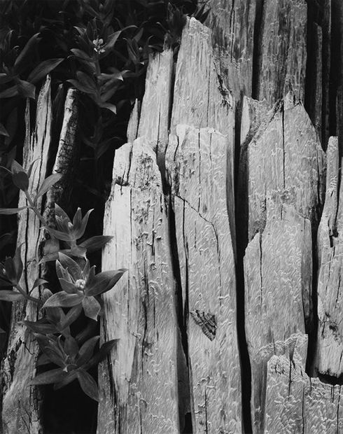 Ansel Adams, Moth and Stump Glacier Bay National Monument, Alaska, 1949 (Printed 1950)