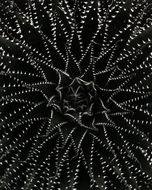 Don Worth, Aloe Aristata, Mill Valley, CA , 1969 (Printed 2001)
