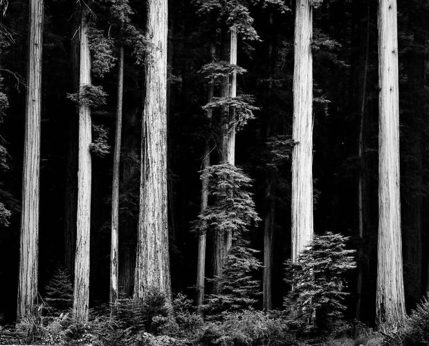 THE POWER OF PHOTOGRAPHY DXXVI, Redwoods, Bull Creek Flat, Northern California, (from Portfolio Four: What Majestic Word), 1960