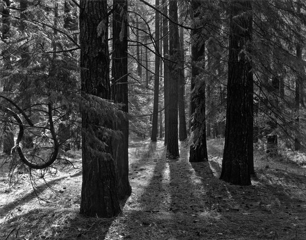 THE POWER OF PHOTOGRAPHY DXXXIV, Forest Floor, Yosemite, California, 1950