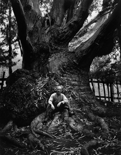 THE POWER OF PHOTOGRAPHY DCXXVI, Edward Weston, Carmel Highlands, California, 1945, printed c. 1970's