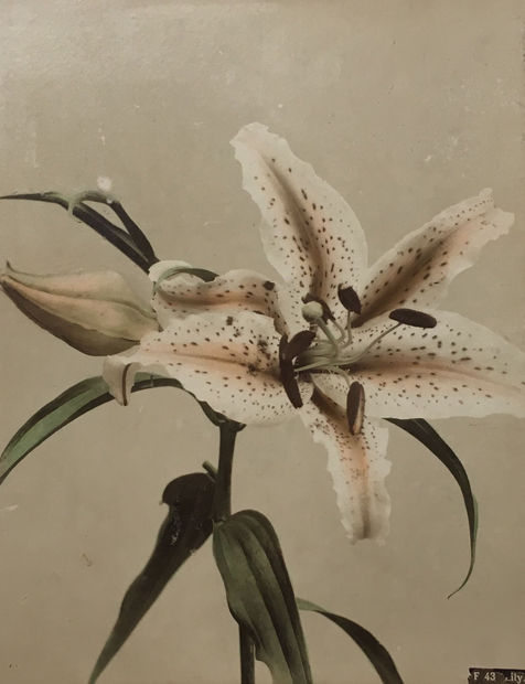 The Power of Photography DCCXI, Untitled (Lily Flower), c. 1880s