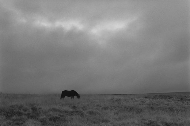George Tice, Grazing Horse, Haworth Moor, Yorkshire, 1990/ Printed later