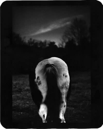 Giacomo Brunelli (Italy, b. 1977), "Horse Bum Montecomparti"- The Animals, 2014, 2007