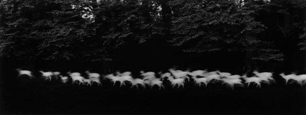 THE POWER OF PHOTOGRAPHY CDIV, Running White Deer, Ireland, 1967