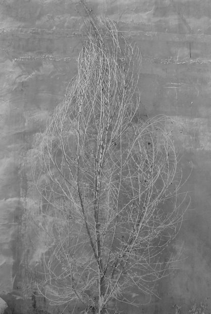 Paul Caponigro, Bare Tree & Adobe Wall, Taos, New Mexico, 1974