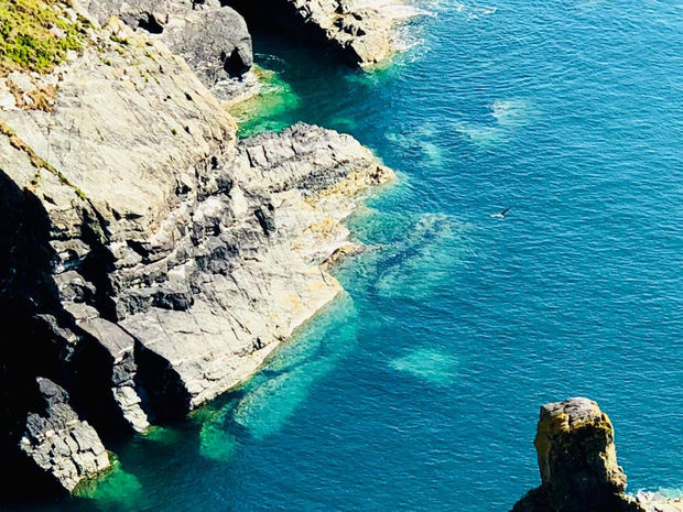 Bobby The Seagull, 21.01.20 Art Thought #17