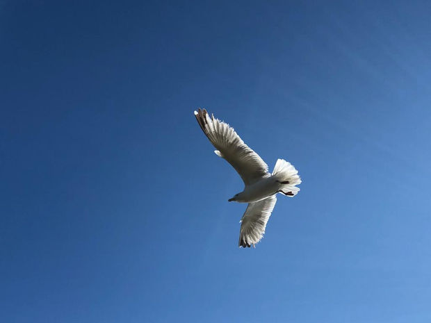 Bobby The Seagull, 21.01.20 Art Thought #17