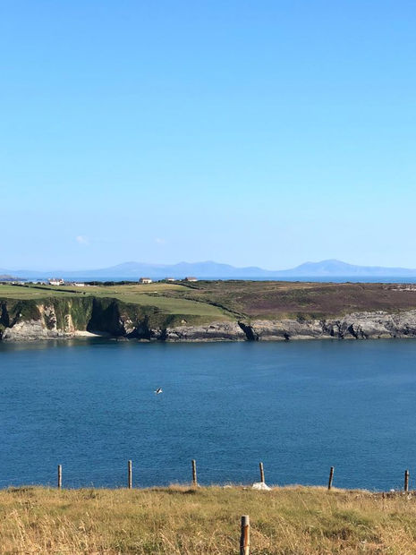 Bobby The Seagull, 21.01.20 Art Thought #17