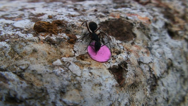 Rivane's film stills.